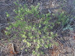 Image of Lepidium leptopetalum (F. Muell.) F. Muell.