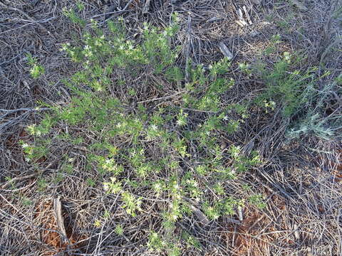 Imagem de Lepidium leptopetalum (F. Muell.) F. Muell.