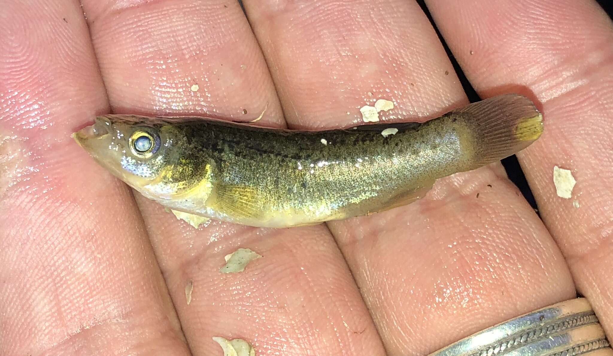 Image of Bayou Killifish