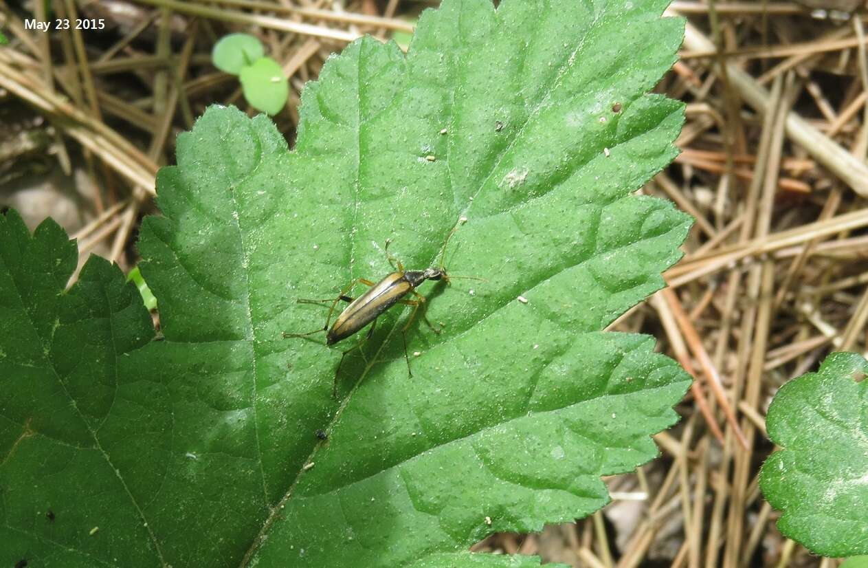 Image of <i>Cephaloon pallens</i>