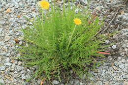 Image of Taraxacum scariosum (Tausch) Kirschner