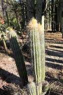 Imagem de Pilosocereus chrysacanthus (F. A. C. Weber) Byles & G. D. Rowley