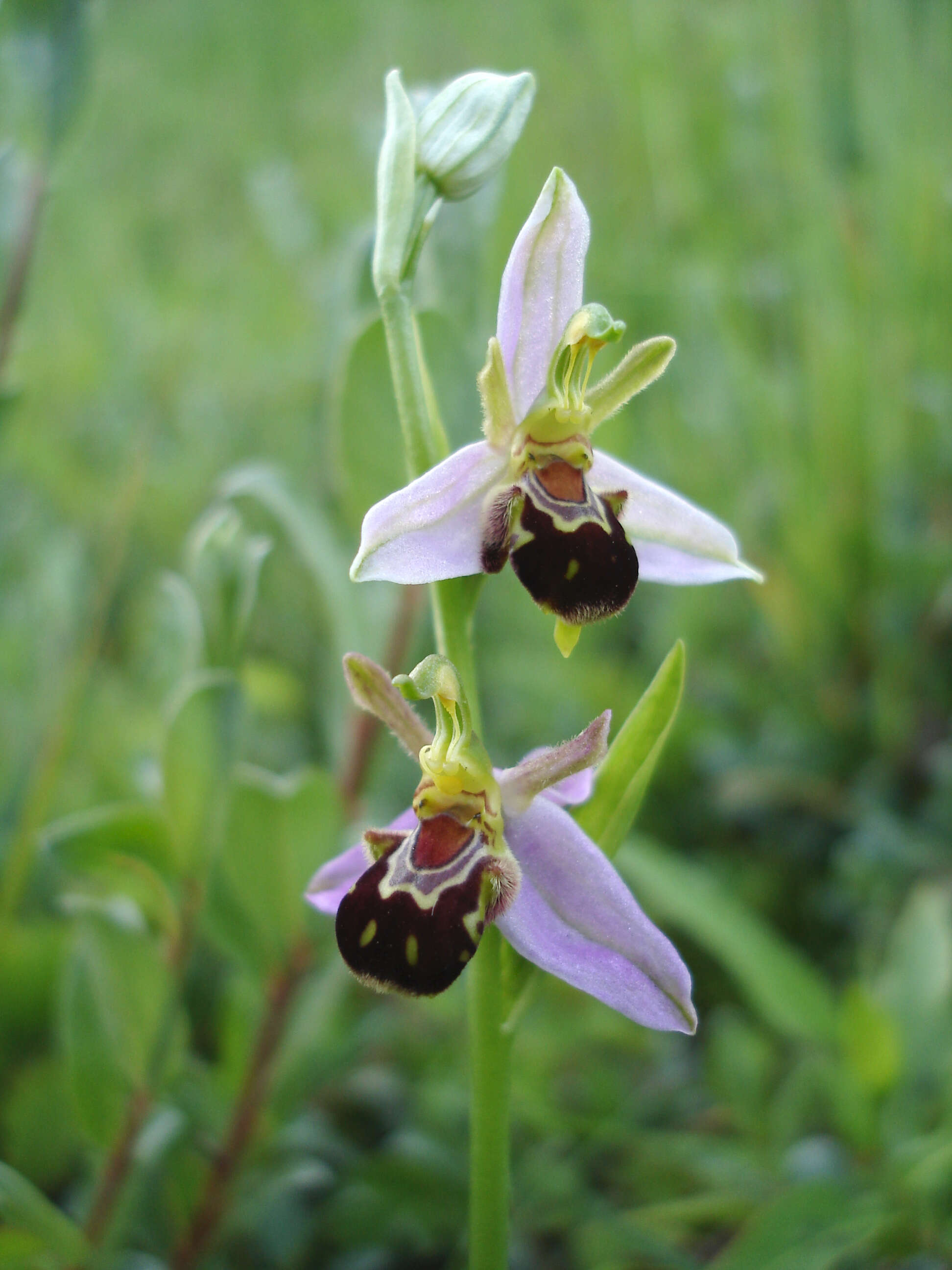 Image of Bee orchid