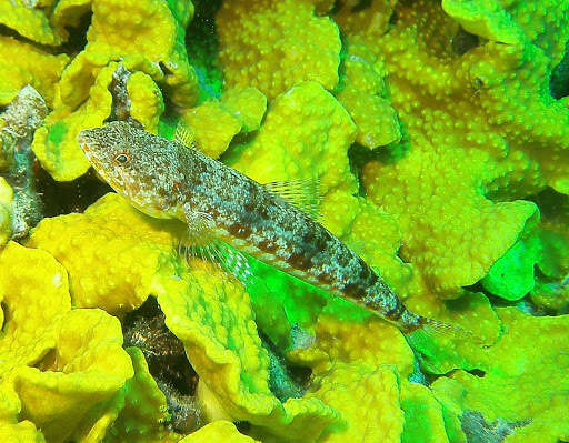 Image of Variegated lizardfish