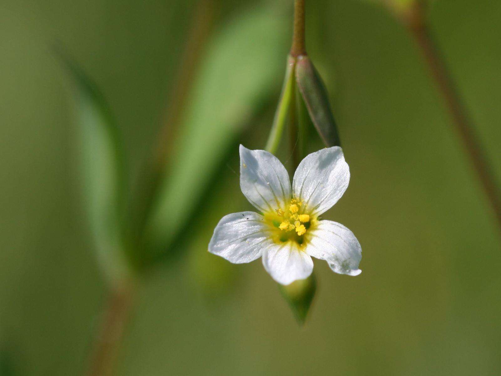 Image of purging flax, fairy flax