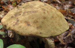 Plancia ëd Tylopilus atronicotianus Both 1998