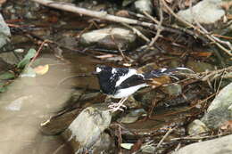 Image of Spotted Forktail