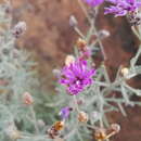 Image of Oocephala staehelinoides (Harv.) H. Rob. & Skvarla