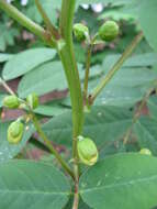 Image of septicweed