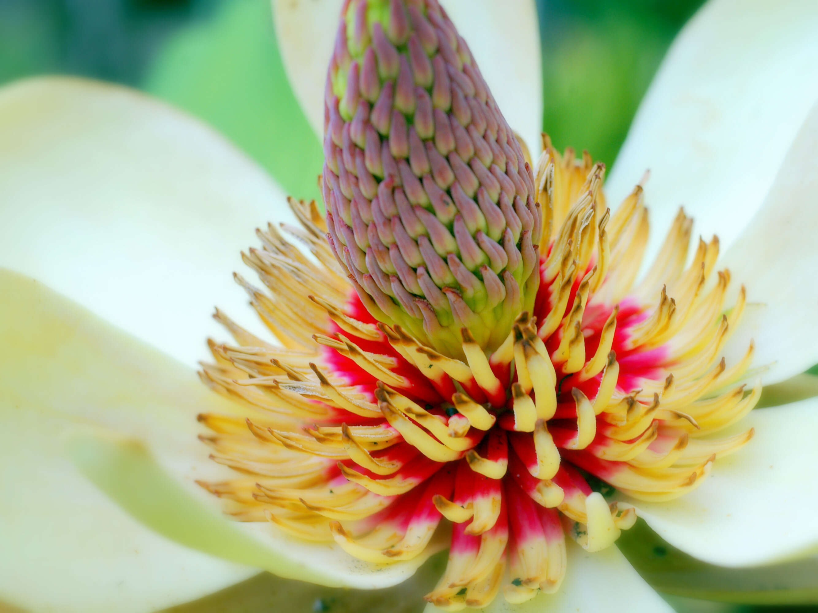 Image of Japanese Big Leaf Magnolia