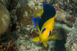 Image of Cocos angelfish