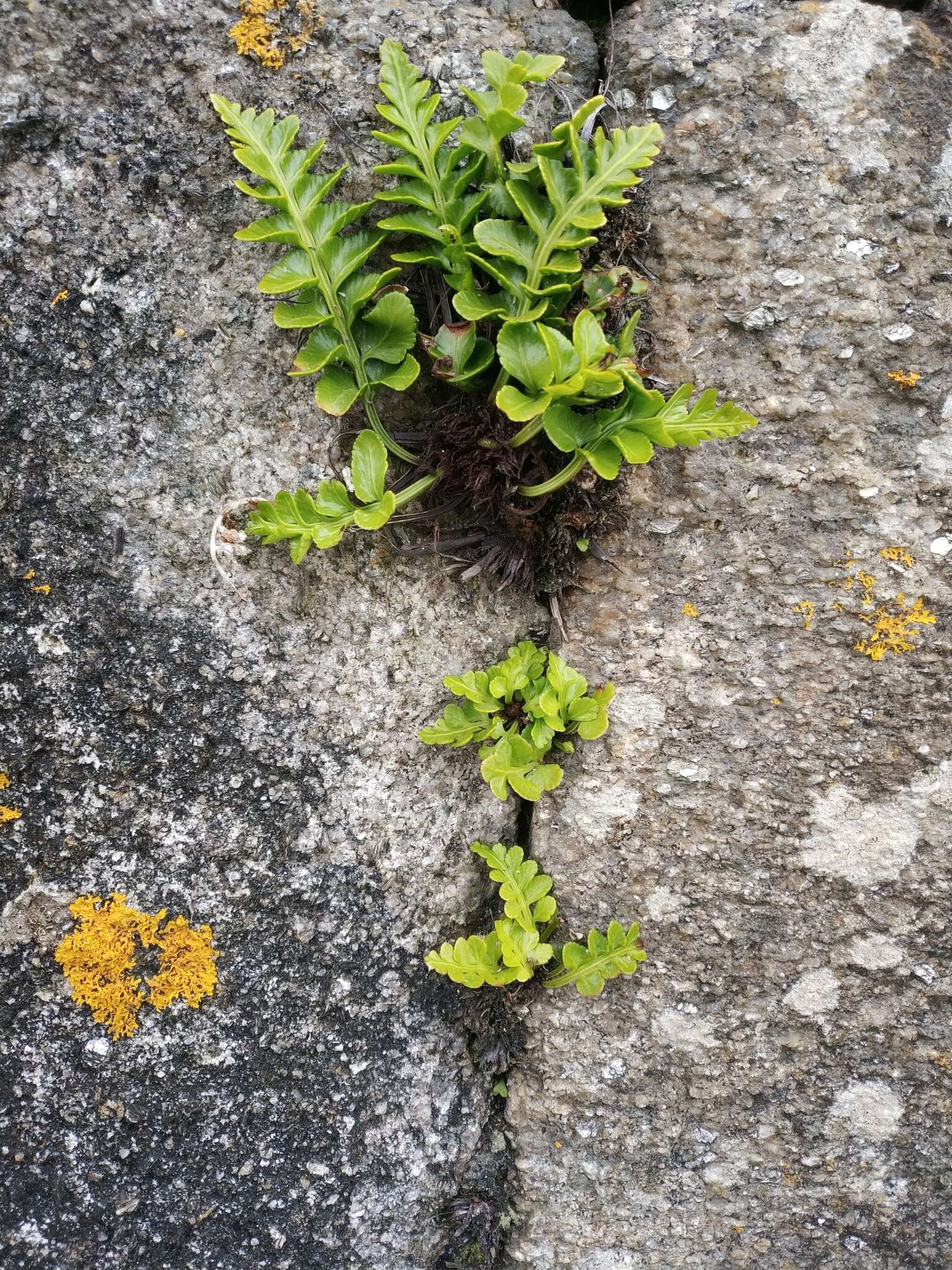 Image of Asplenium marinum L.