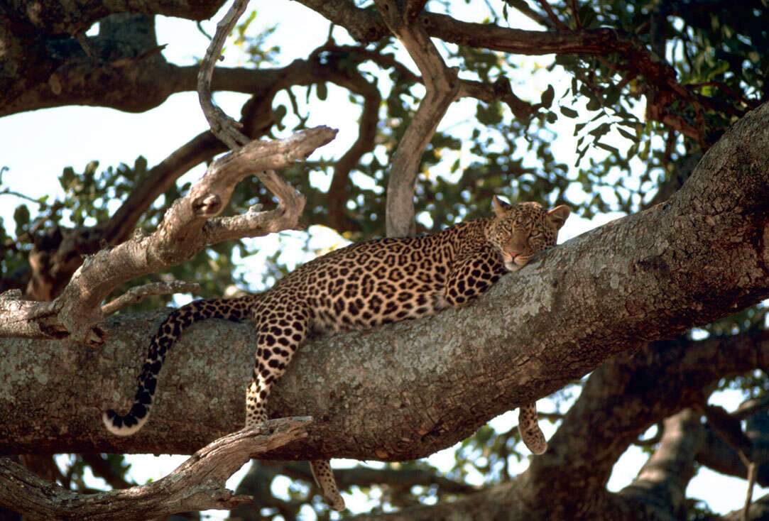 Image of African leopard