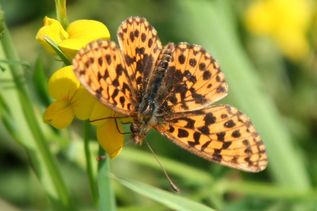 Image of Boloria dia