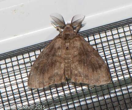 Image of Definite Tussock Moth