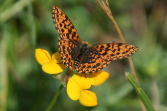 Plancia ëd Boloria dia