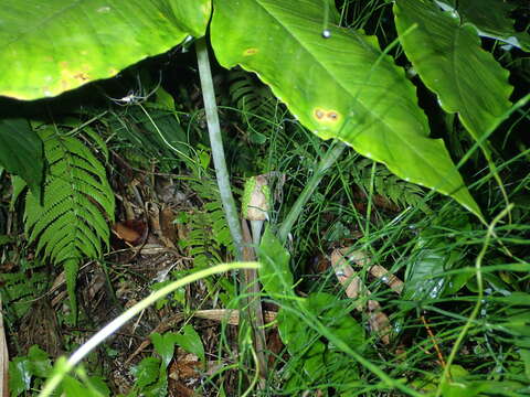 Image of Arisaema ringens (Thunb.) Schott