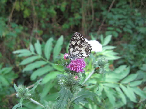 Image of marbled white