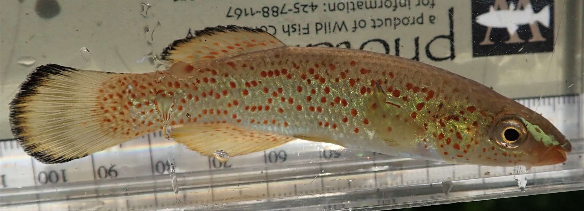 Слика од Fundulus stellifer (Jordan 1877)