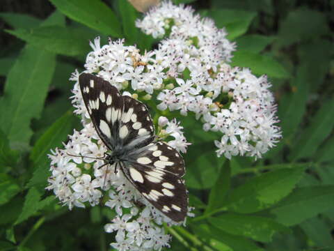 Image of marbled white