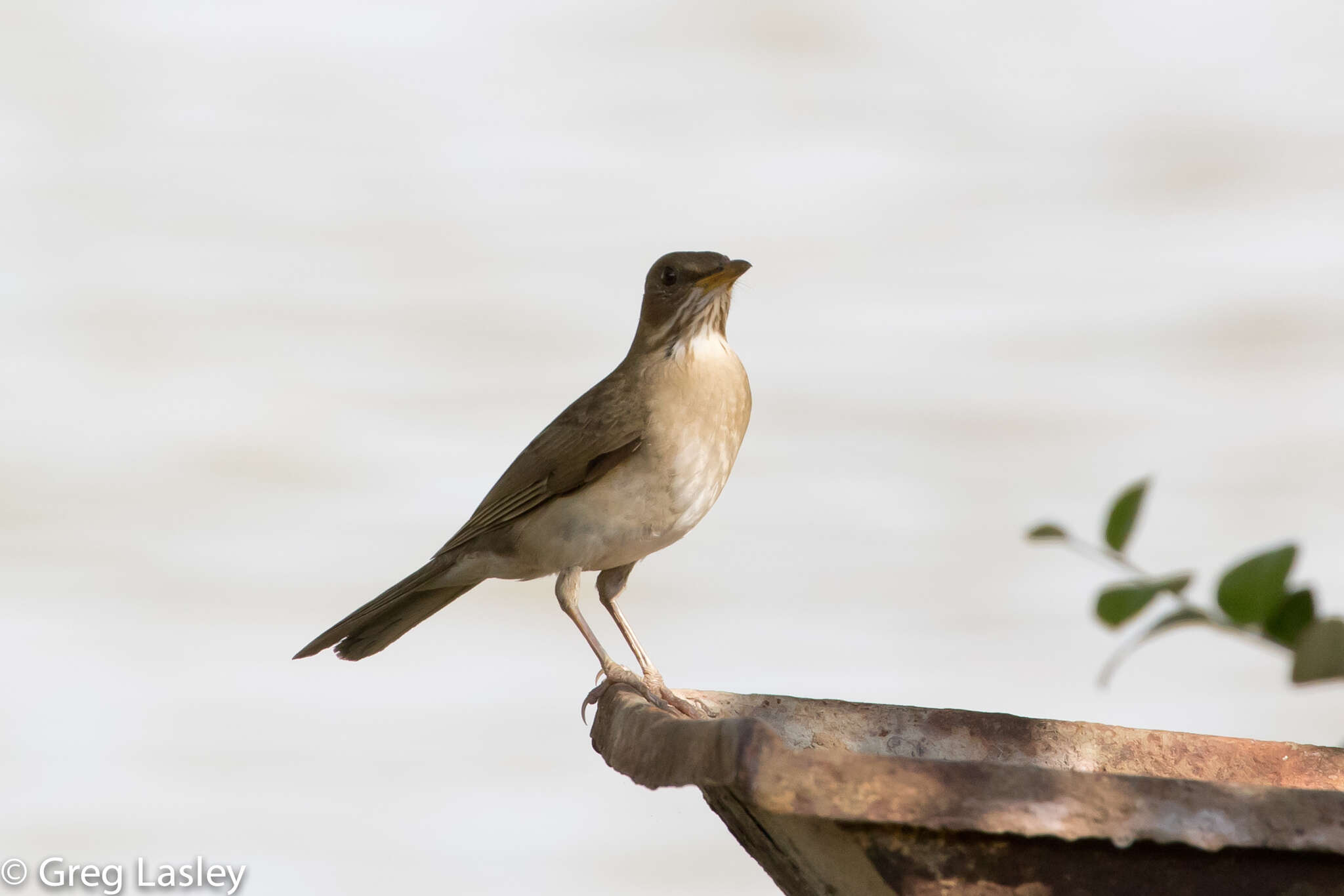 Image of Creamy-bellied Thrush