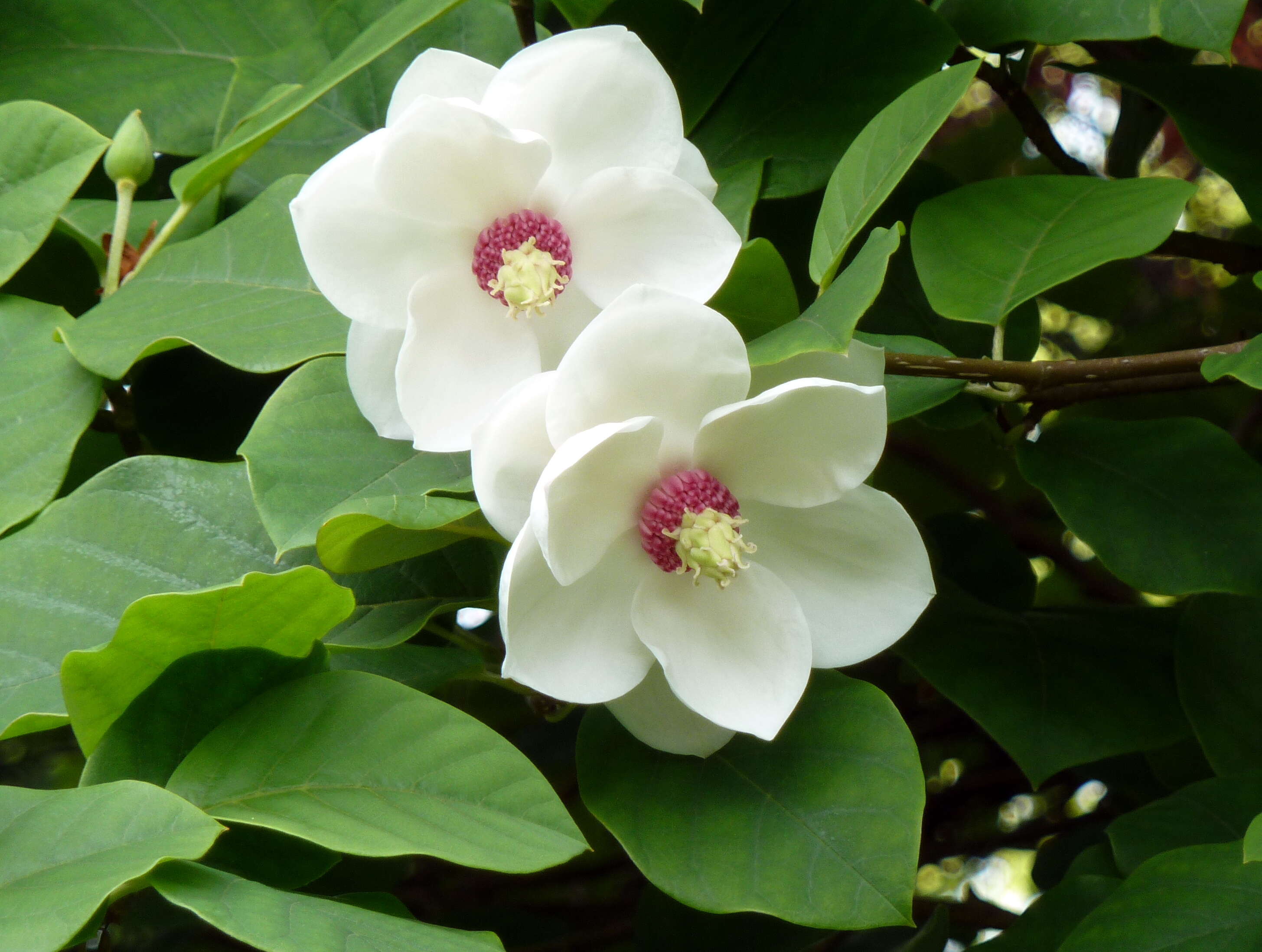 Image of Magnolia sieboldii K. Koch