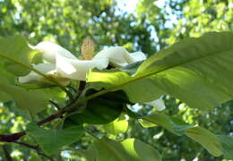Image of Big-Leaf Magnolia