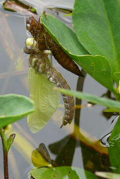 Image of Common Hawker