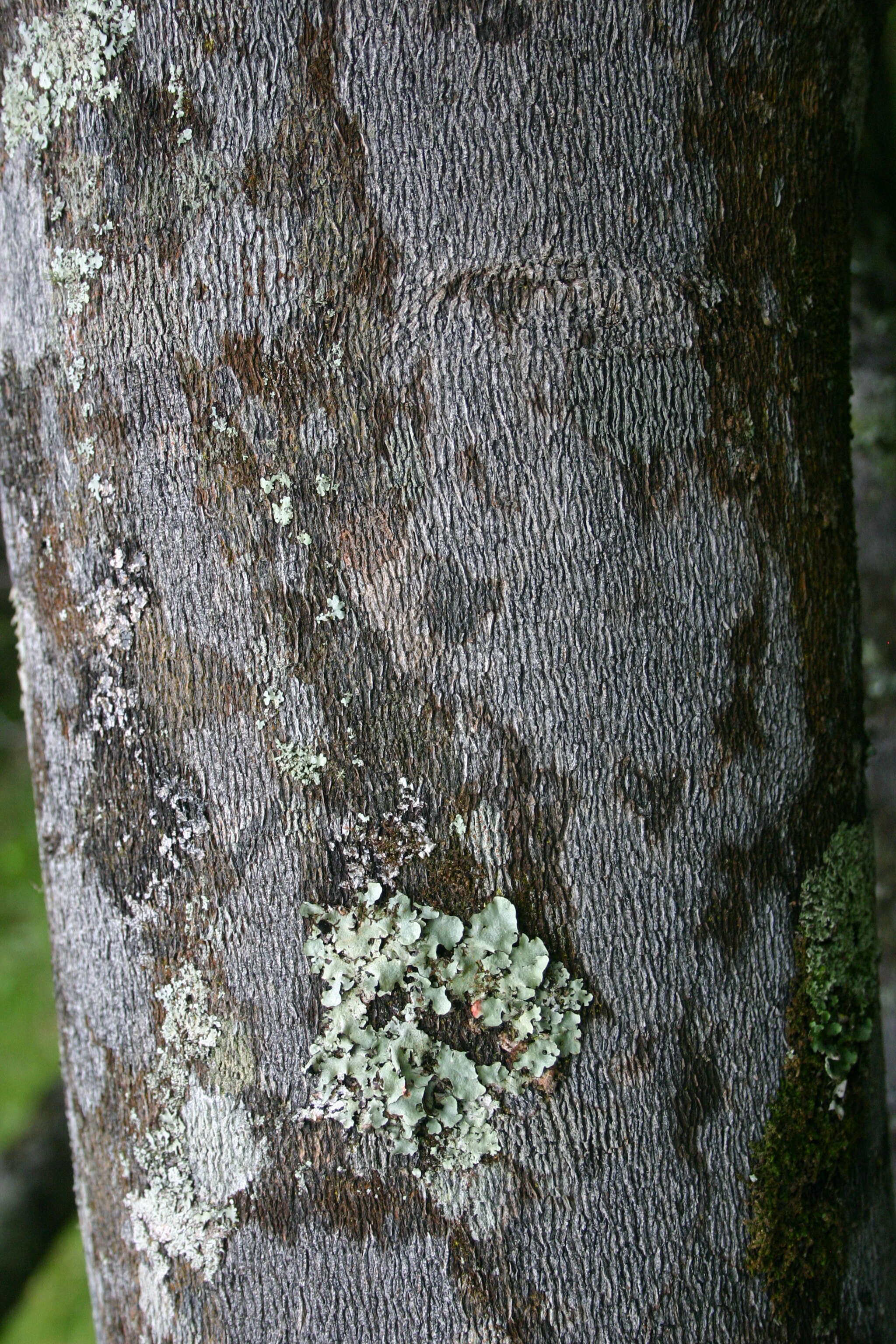 Plancia ëd Diospyros dichrophylla (Gand.) De Winter