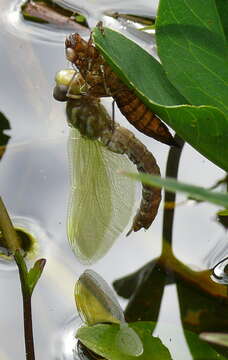 Image of Common Hawker