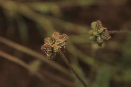 Image of Daucus melananthus