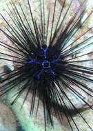 Image of Banded diadem urchin