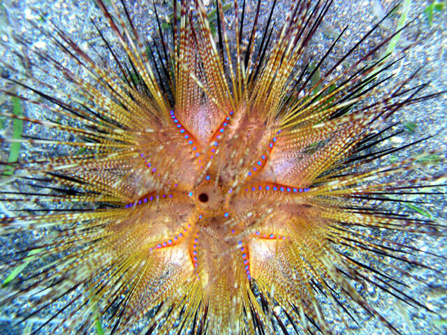 Image of Blue-Spotted Sea Urchin