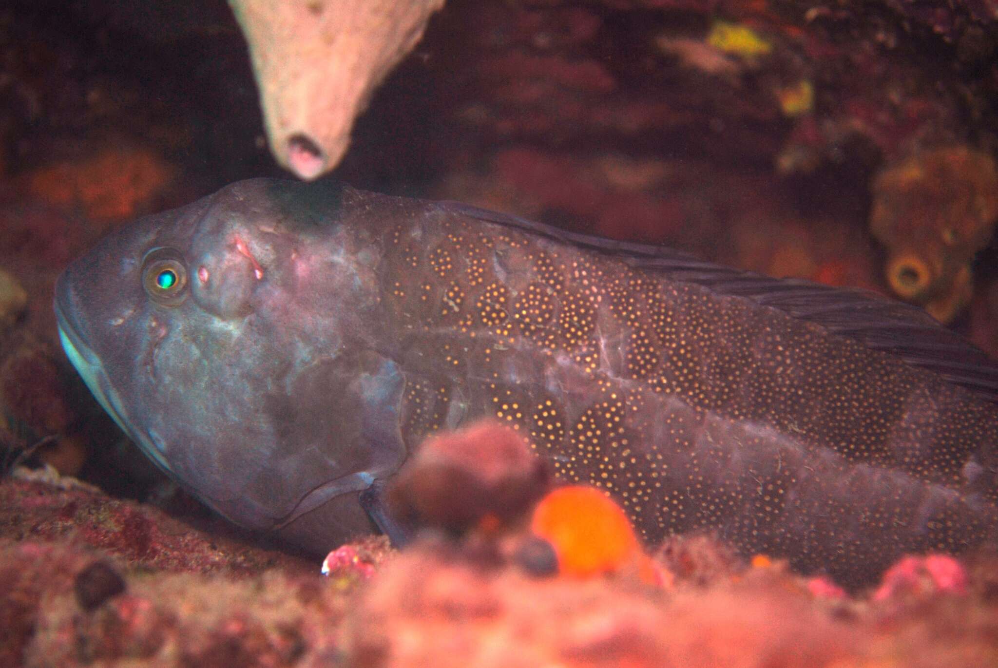 Image of Brown spotted wrasse