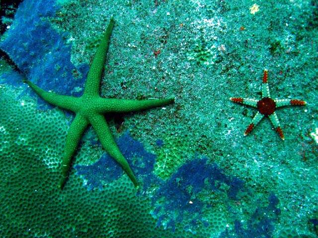 Image of Red and pink sea star