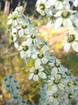 Veratrum insolitum Jeps.的圖片