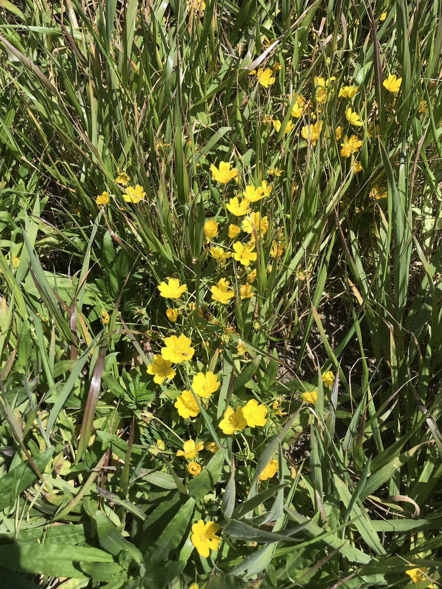 Imagem de Limnanthes douglasii subsp. sulphurea (C. T. Mason) C. T. Mason