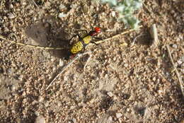 Image of Iron Cross Blister Beetle