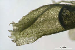 Image of Chiloscyphus profundus