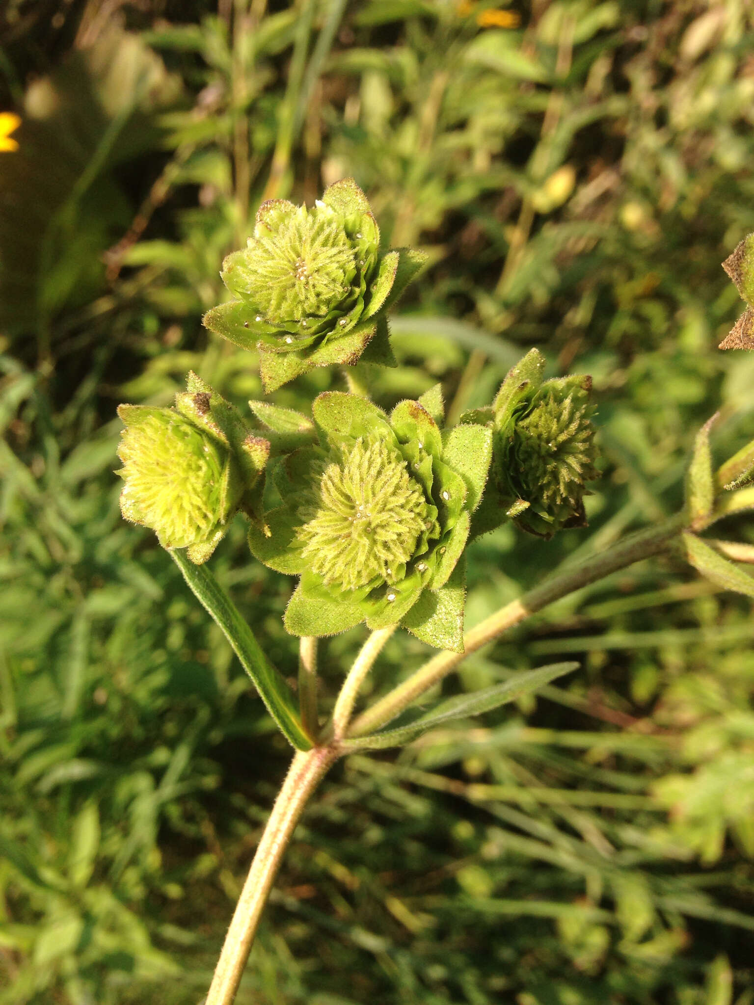 Image of wholeleaf rosinweed