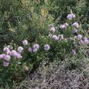 Image of Melaleuca squamea Labill.