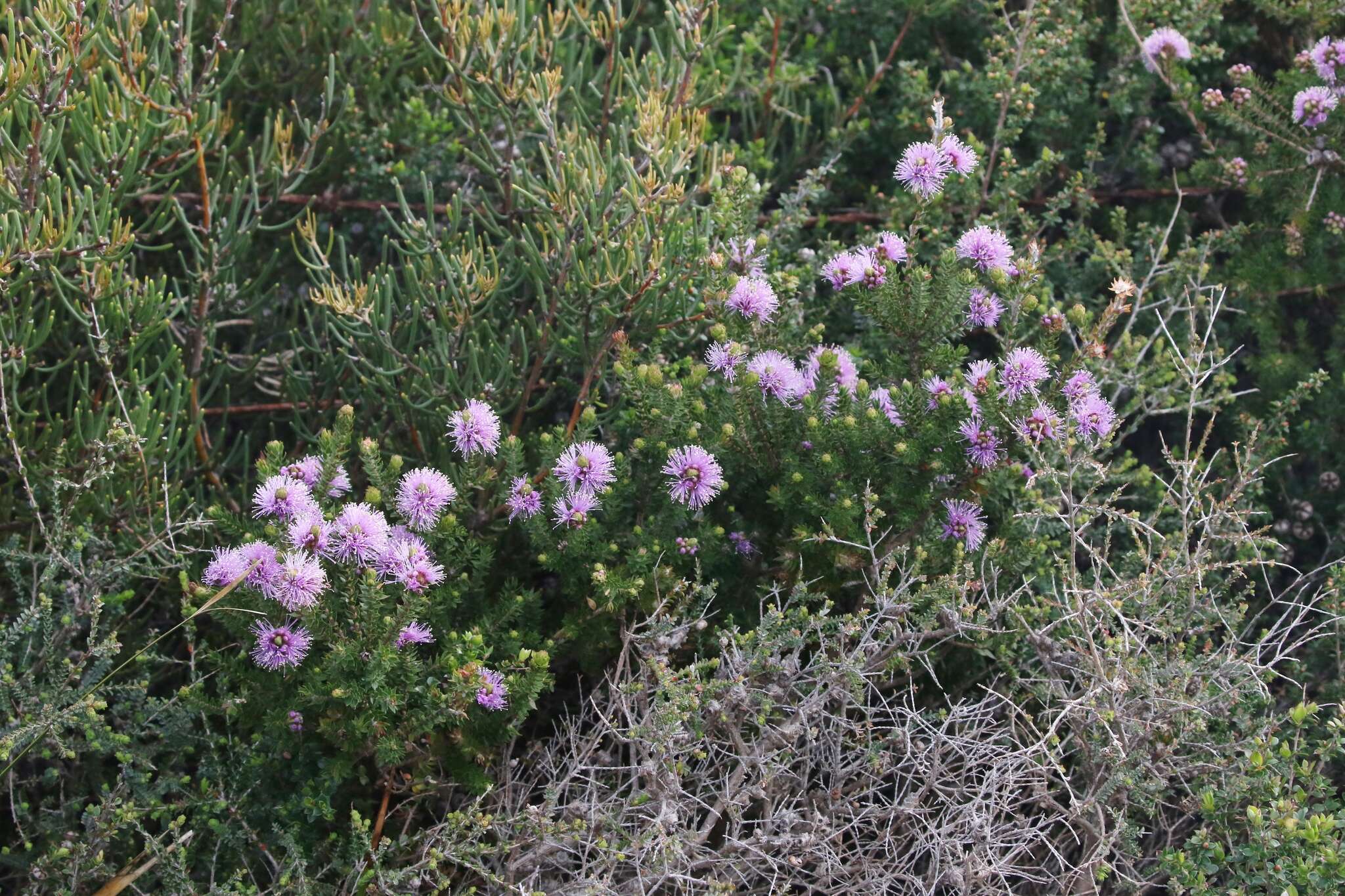 Image de Melaleuca squamea Labill.