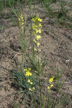 Image de Erysimum canum (Piller & Mitterp.) Polatschek