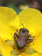 Image of Andrena miranda Smith 1879