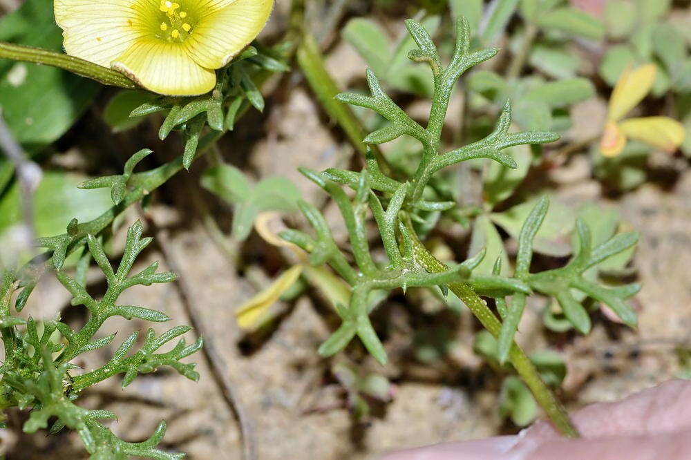 Ursinia cakilefolia DC. resmi