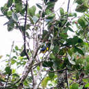 Image of Blue-and-gold Tanager