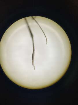 Image of Psorophora mathesoni Belkin & Heinemann 1975