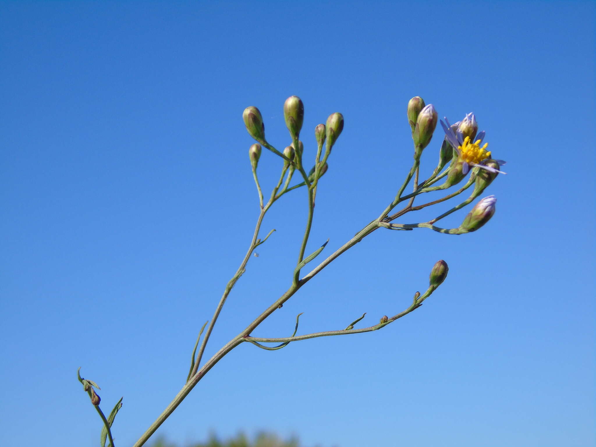 Sivun Tripolium pannonicum subsp. pannonicum kuva