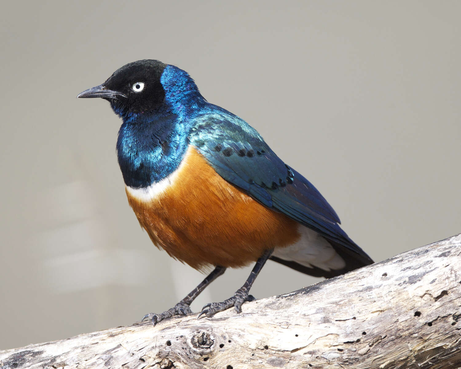 Image of Superb Starling