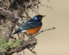 Image of Superb Starling